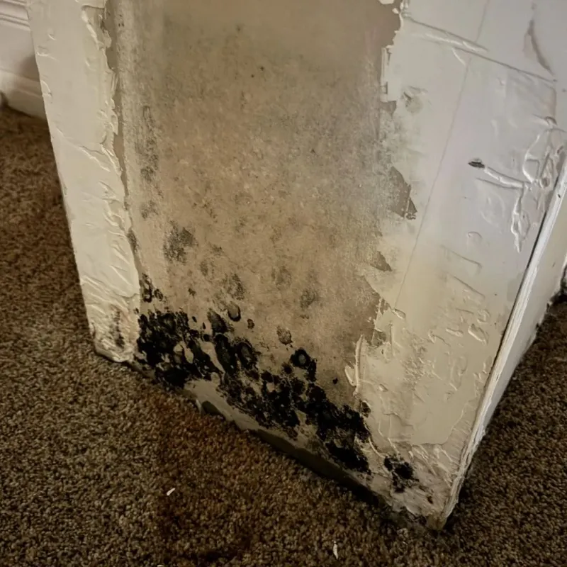 Professional Mold Removal in Holly Ridge, NC